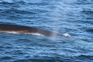 fin whales (3)