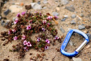 Purple Saxifrage